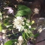 Astrantia majorFlors