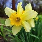 Narcissus pseudonarcissus Цветок