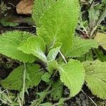 Digitalis thapsi Habit