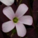 Oxalis triangularis Blüte