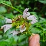 Cedronella canariensis फूल