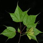 Acer acuminatum Hàbitat
