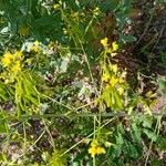 Isatis tinctoria Fruit