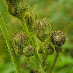 Sonchus arvensis Цветок