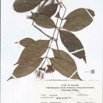 Syzygium pendens Otro