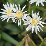 Solidago ptarmicoides Blomst