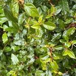 Viburnum rugosum Leaf