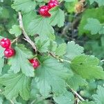 Ribes alpinumLeaf