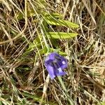 Gentiana pneumonanthe Alkat (teljes növény)