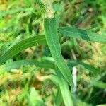 Pseudognaphalium gaudichaudianum Leaf