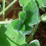 Pelargonium tomentosum Blad