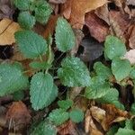 Lamium galeobdolonFuelha