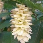 Ostrya carpinifolia Flor