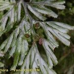 Hymenophyllum tunbrigense Fruit