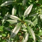 Ligustrum vulgare Blad