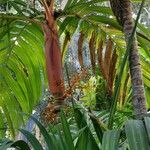 Areca vestiaria Bark