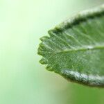 Pteris hamulosa Leaf