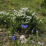 Spiraea pilosa