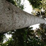 Polyscias fulva Rinde