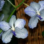 Vanda coerulea फूल