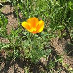 Eschscholzia californicaЛисток