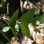 Phyllanthus pindaiensis Hoja