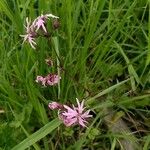 Lychnis flos-cuculiFlower