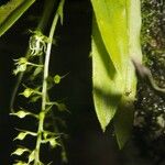 Cryptarrhena guatemalensis Fruit