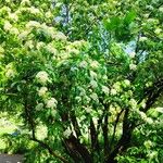 Viburnum lentago ശീലം