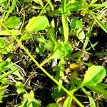Lobelia nana Leaf