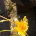Scorzoneroides carpetana Flower