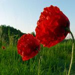 Papaver rhoeas Λουλούδι