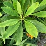 Edgeworthia tomentosa Fuelha