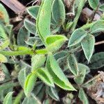 Crotalaria deserticola Blatt