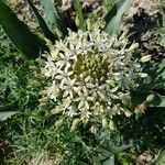 Echinops sphaerocephalusFlower