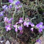 Matthiola tricuspidata 花