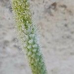 Reseda aucheri ᱵᱟᱦᱟ