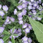 Nemophila phacelioides Цвят