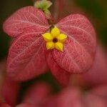 Mussaenda philippica Flors