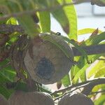 Annona reticulata Fruto