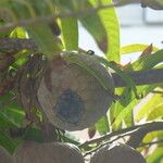 Annona reticulata Fruit