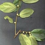 Ficus colubrinae Other