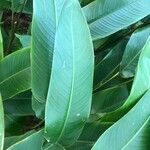 Heliconia psittacorum List