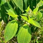 Miconia dependens Feuille