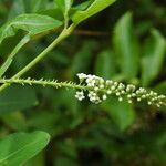 Citharexylum caudatum Blodyn