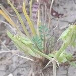 Anisosciadium orientale Mbuma