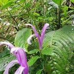 Poikilacanthus macranthus