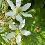 Rubus ursinus 花
