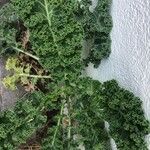 Brassica rupestris পাতা