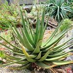 Aloe wickensii Elinympäristö